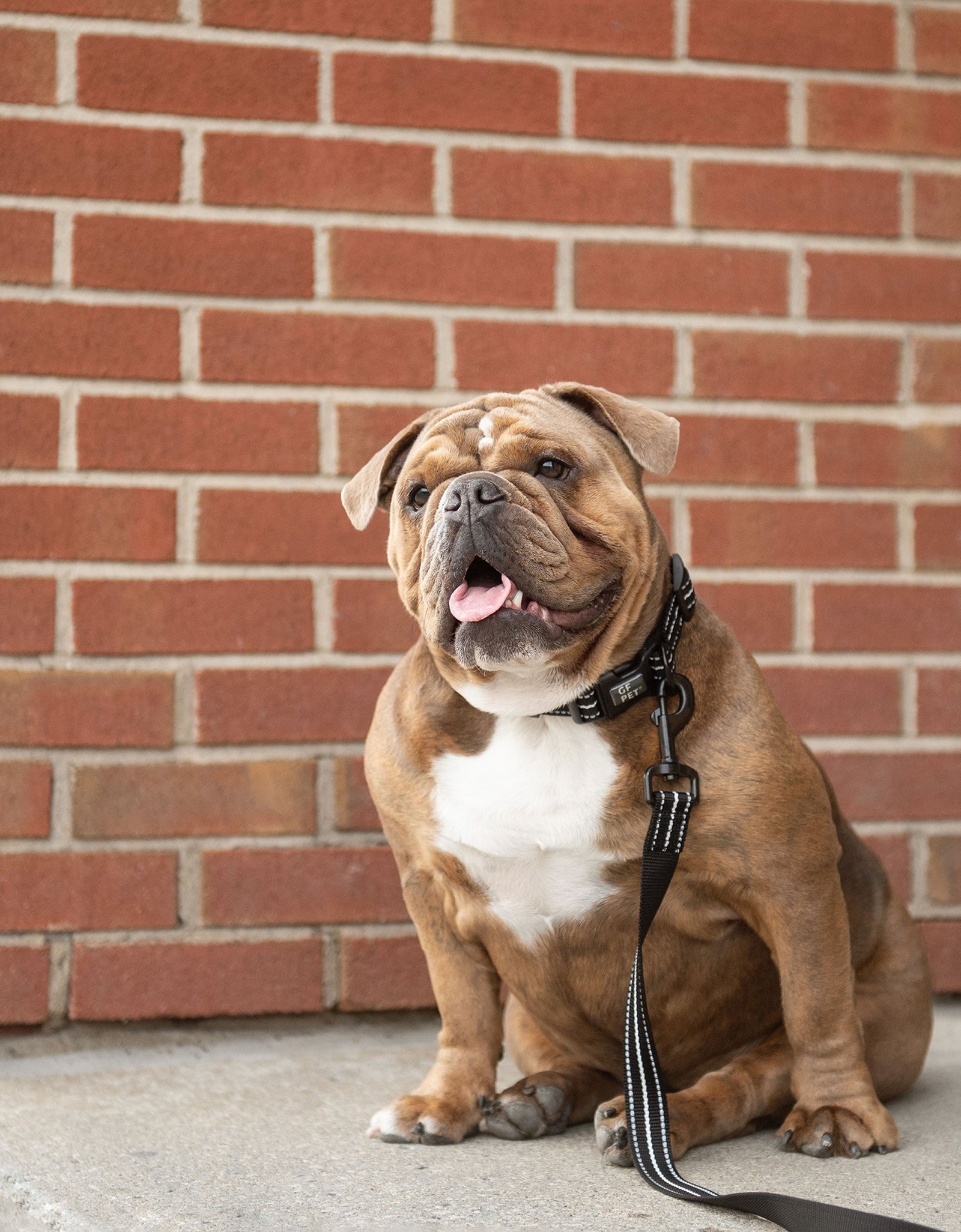 Reflective Leash - Black