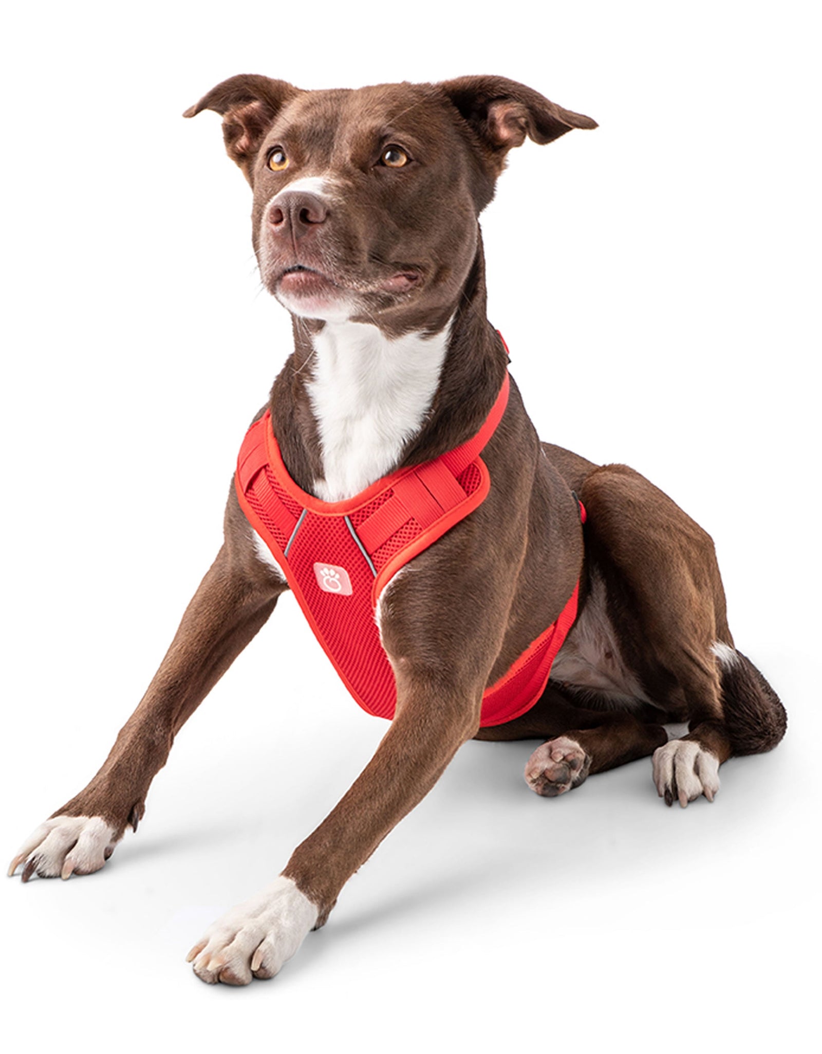 Travel Harness - Red